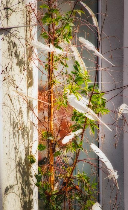 Feather Background Deco