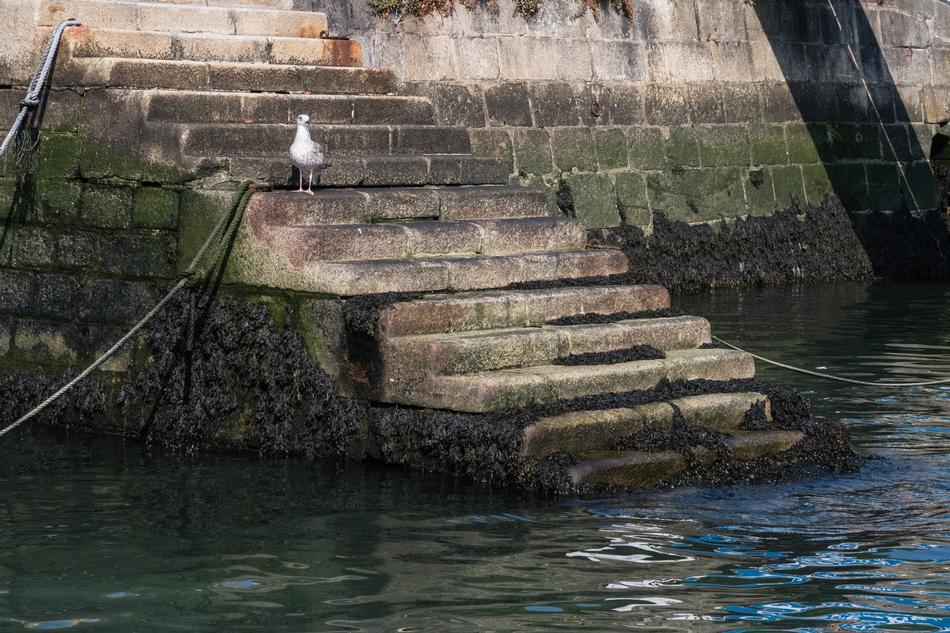 Seagull Harbor Stairs