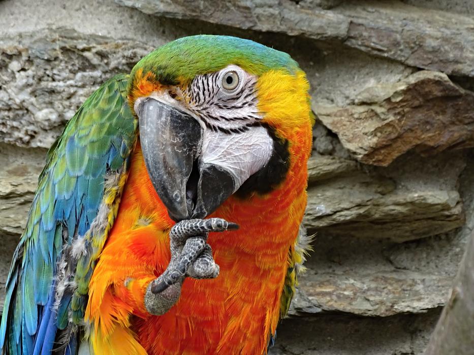 Parrot Ara Bird