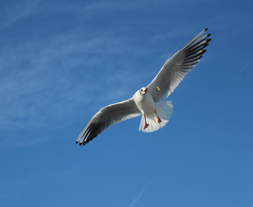 Seagull Gulls Marine