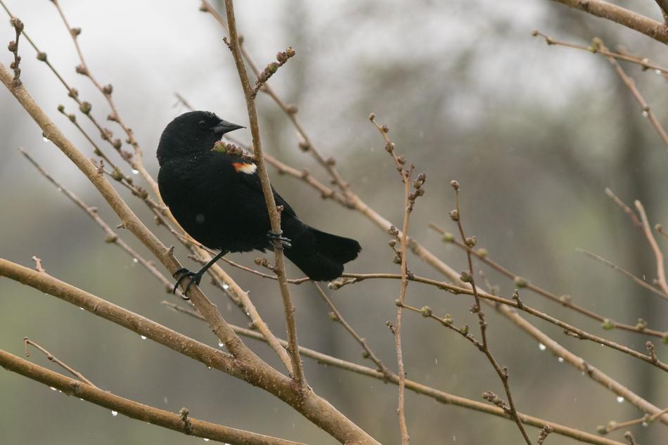 Blackbird Redwing Bird