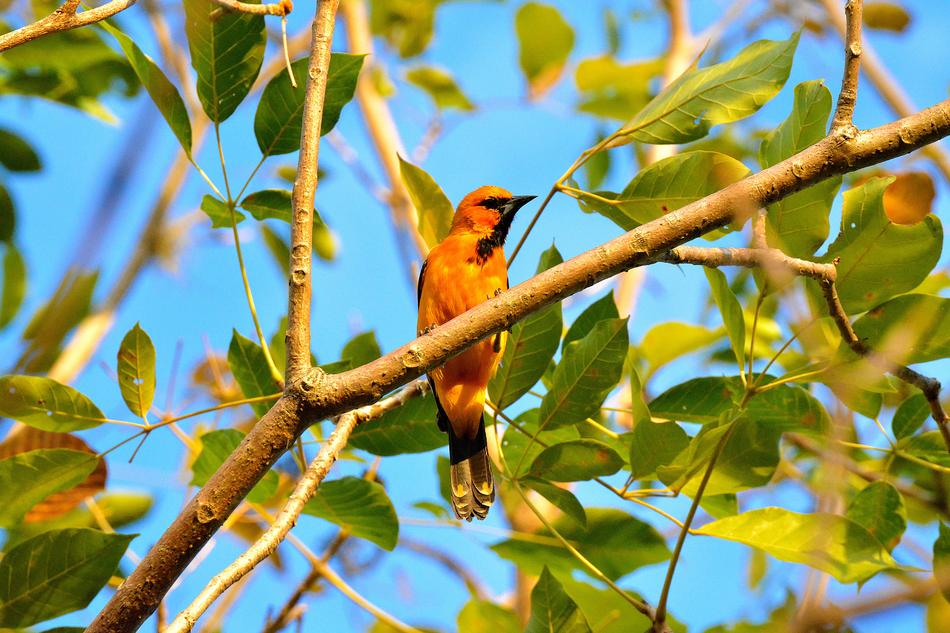 Bird Birds Animals