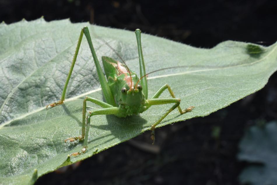 green grasshopper on green grass