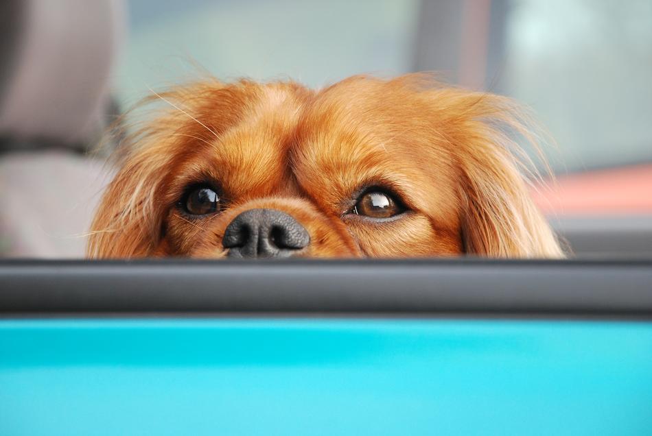 Dog \Portrait