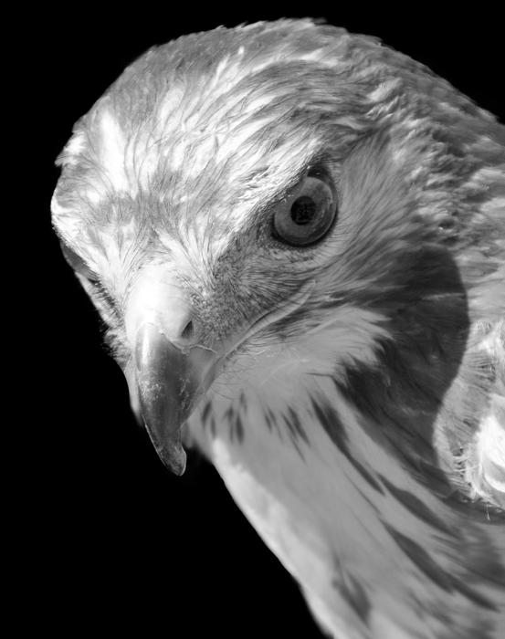 white eagle in black