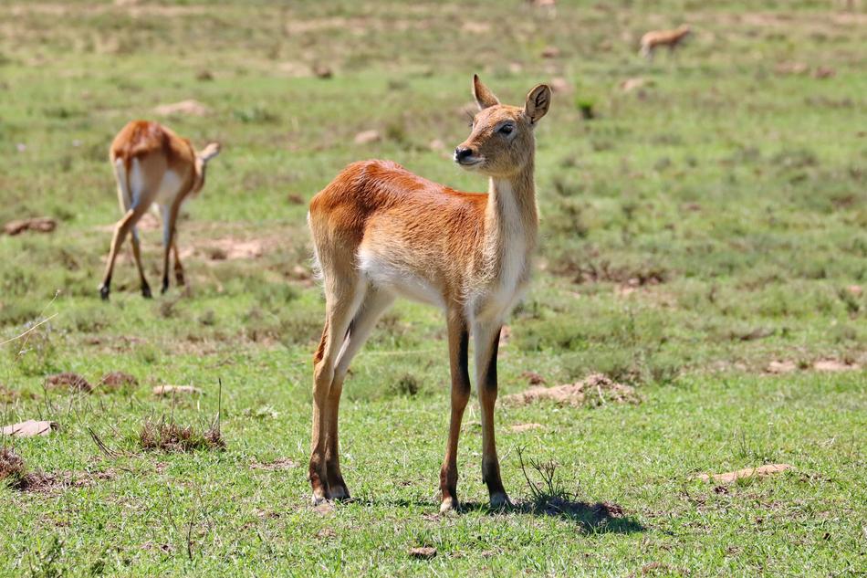 deer walking on green grass