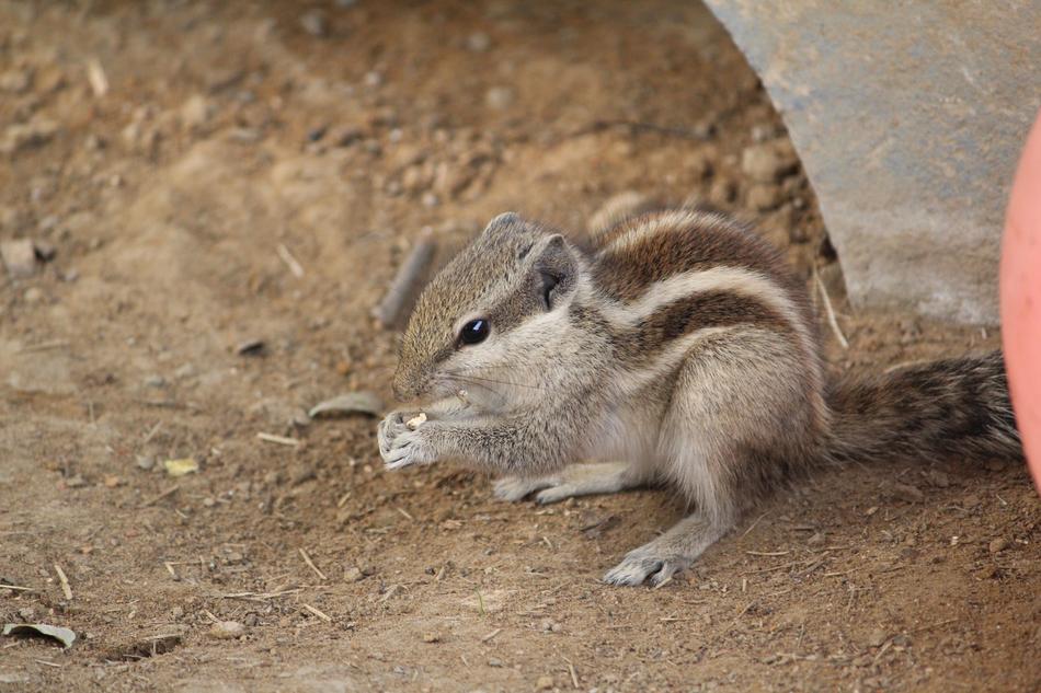 Wild Squirrel Animal in fauna