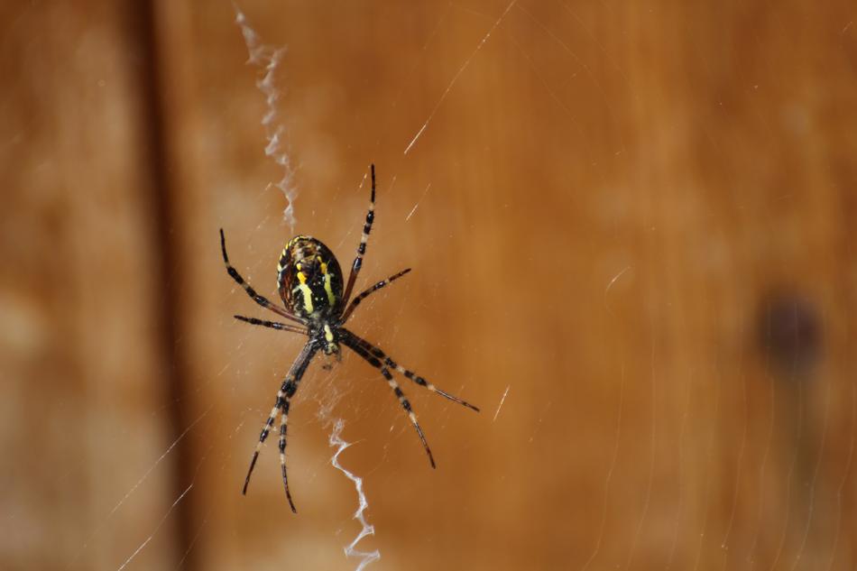Wasp Spider Cobweb