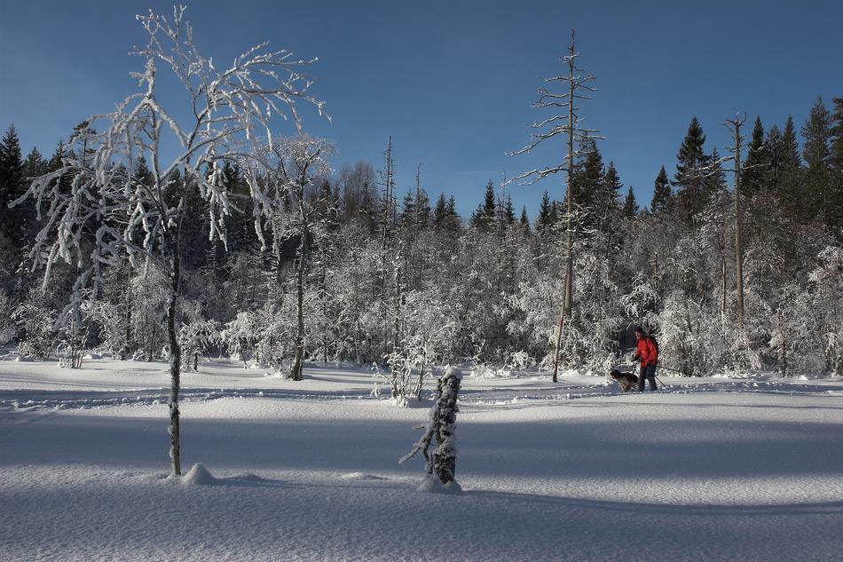 man walks his dog in a snowy forest