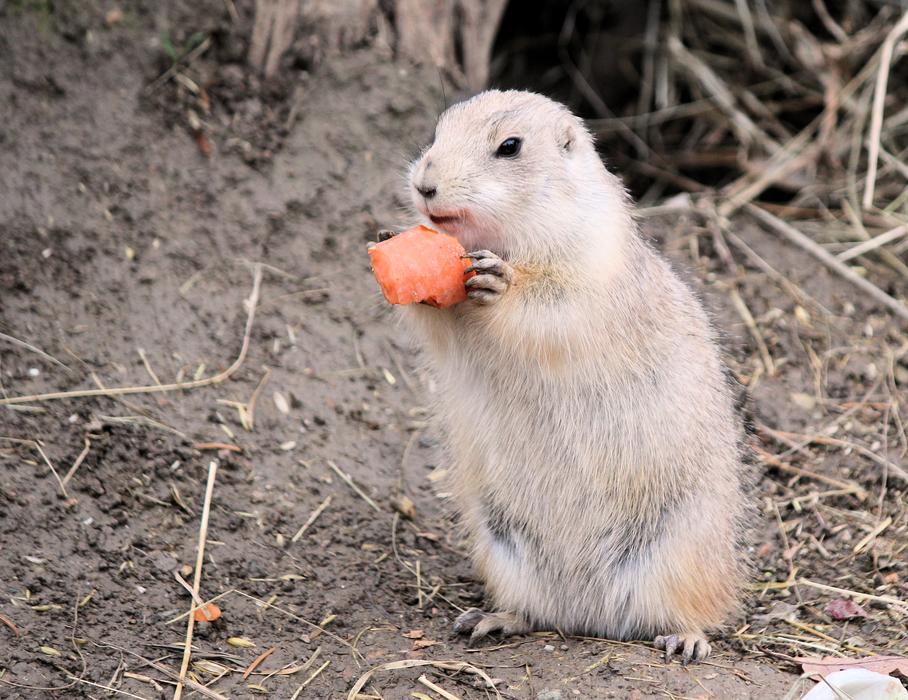 Gopher Rodent Mammal