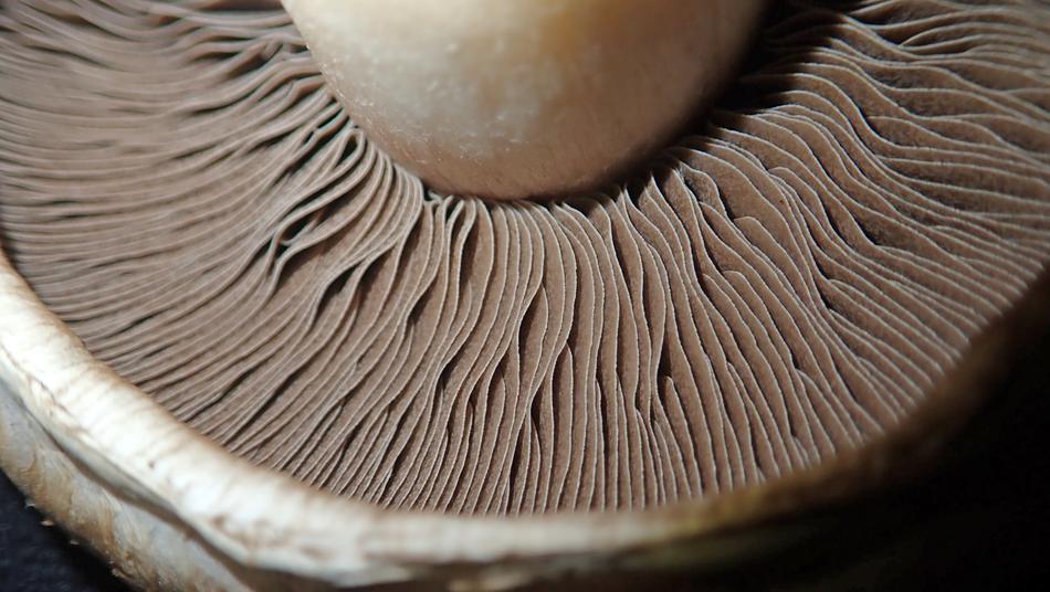 Close up of a white mushroom