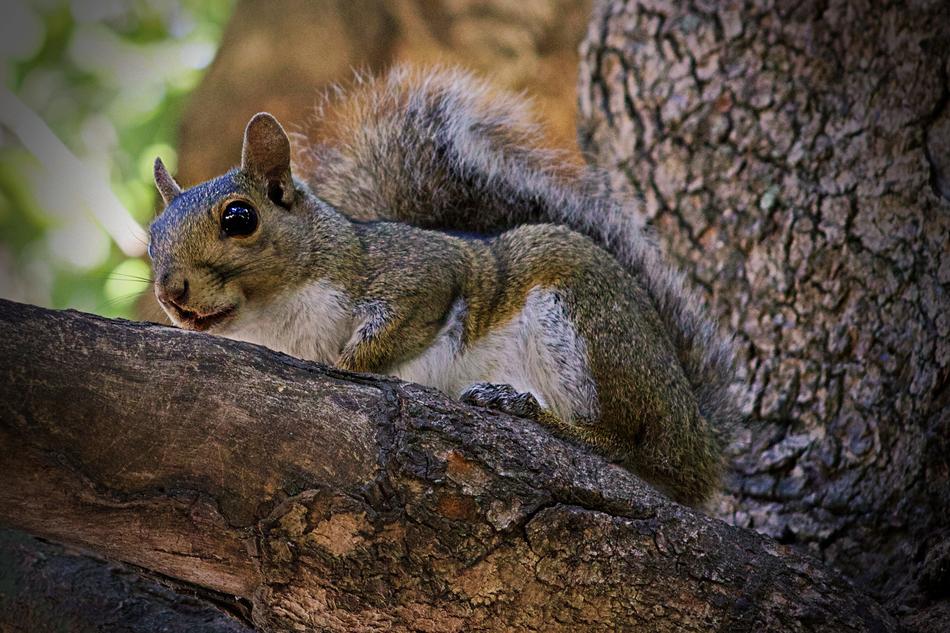 cute squirrel on a branch