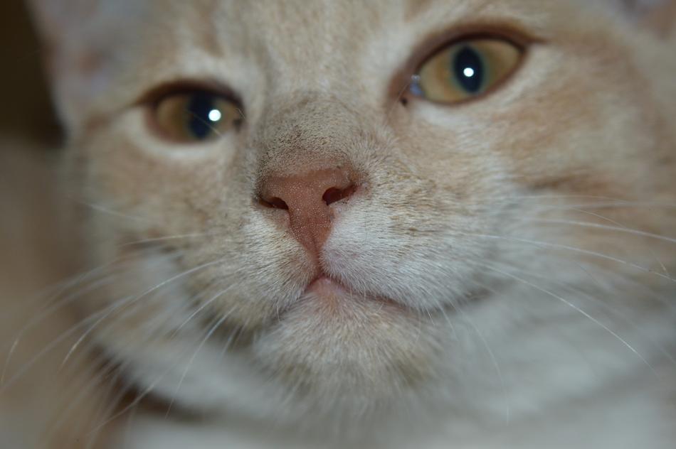 Cat Hangover Cats Red