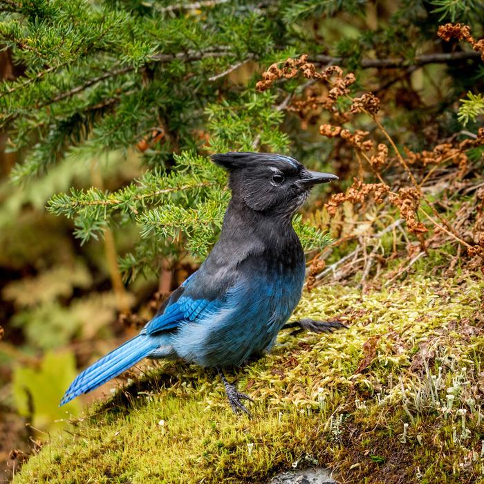 a little bluebird in the woods