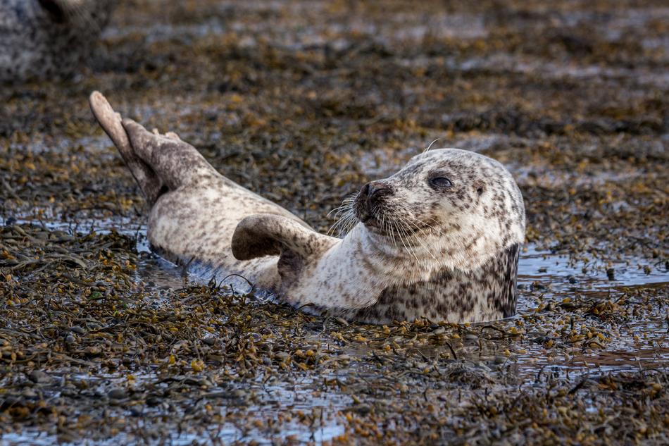 funny animal in dirty water