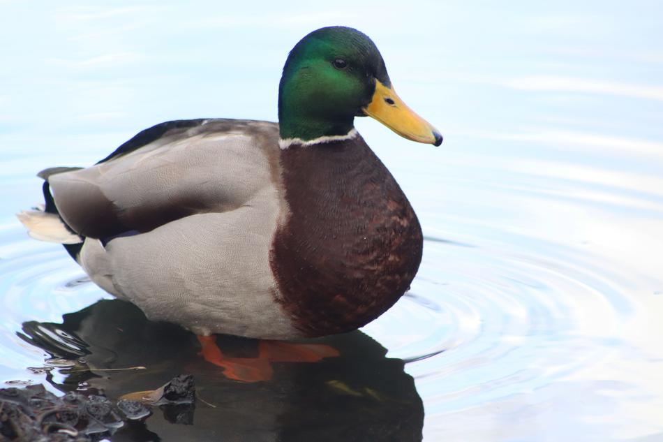 Duck Drake Mallard