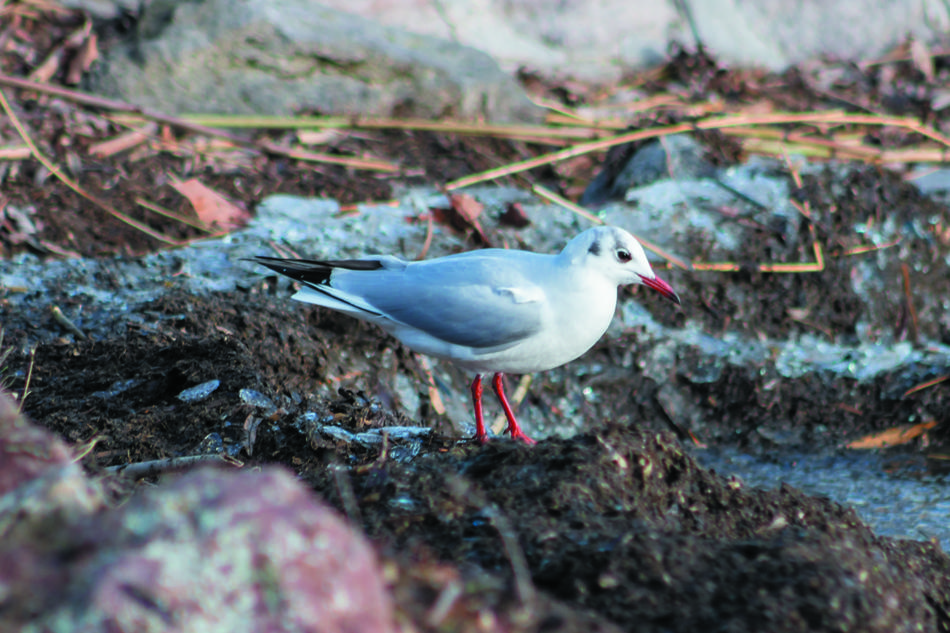 white bird on muddy ground