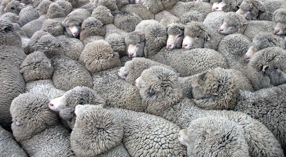 Sheep Herd Flock