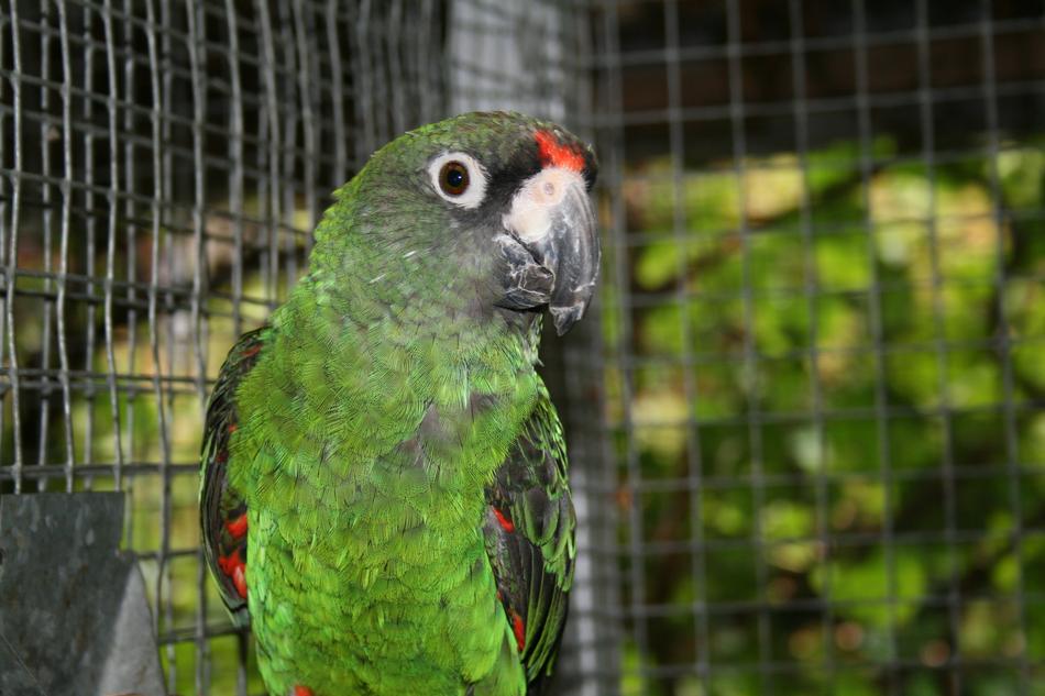 JardineS Parrot green Bird