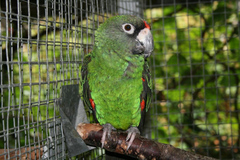 green JardineS Parrot Bird