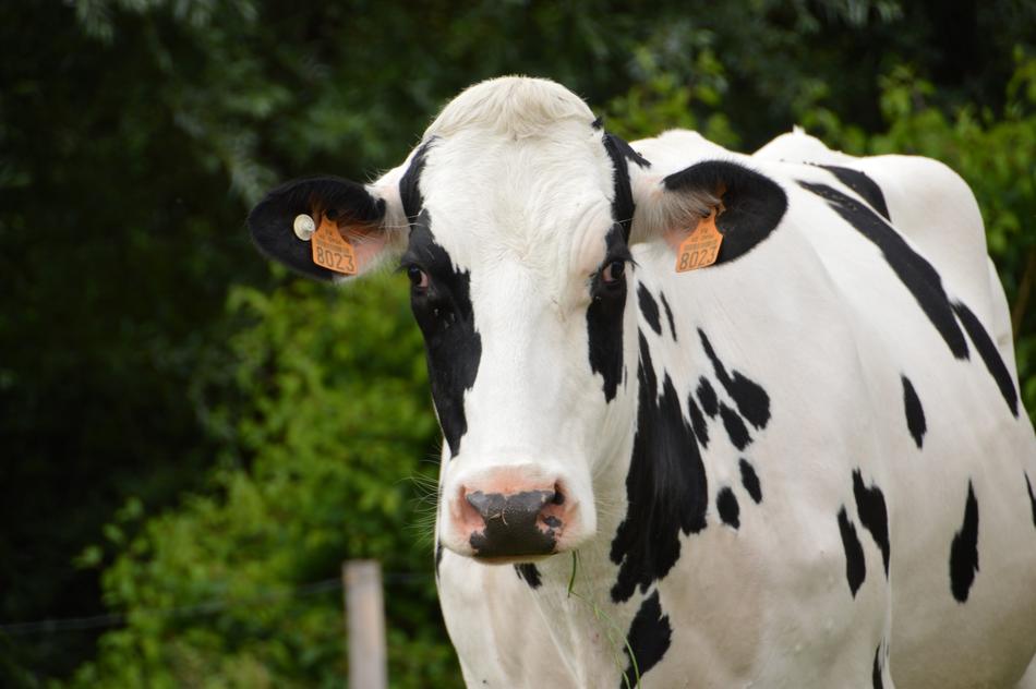 Animal Mammal Cow Dairy