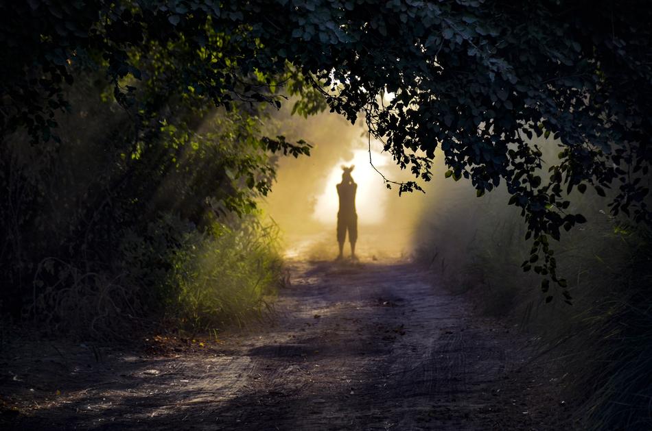 Silhouette Mist Fog