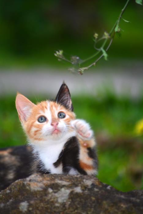 Cat Animal Predator