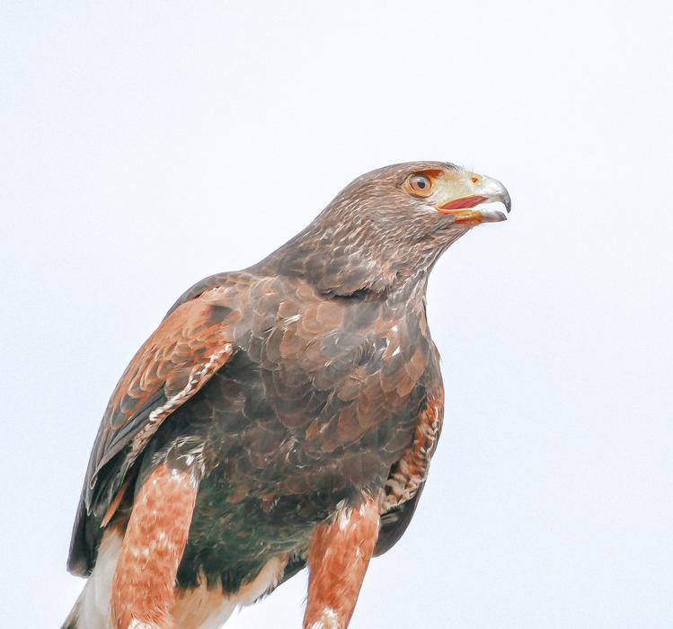 Eagle Bird Raptor