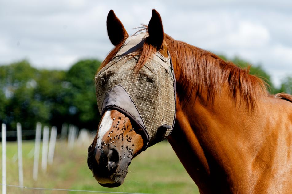 Horse Nostrils Horseback Riding