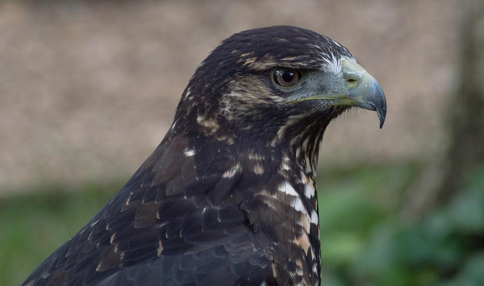 black beaked eagle