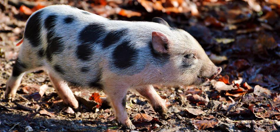 the little pig walks