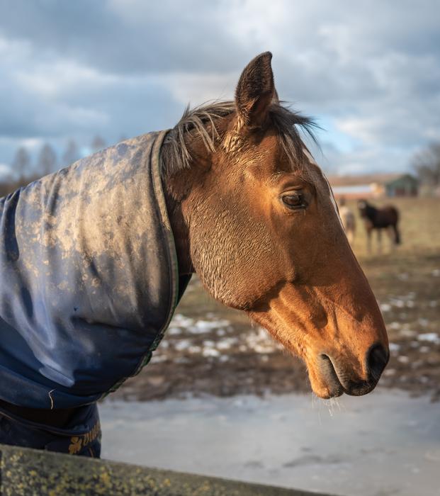 Paddock Horse Head