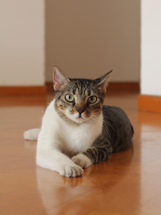 a reclining cat on a brown floor