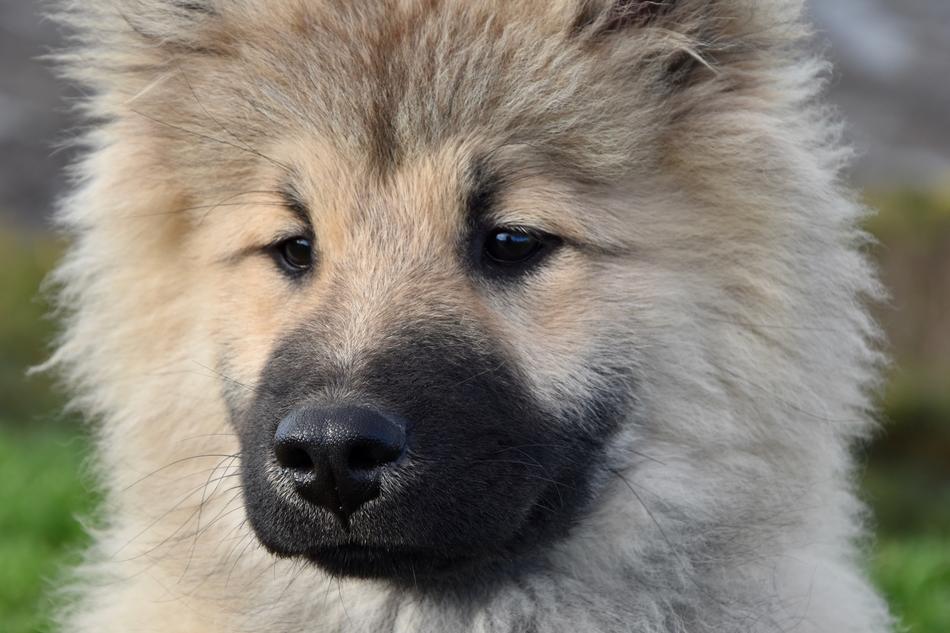 Dog Pup Portrait Of Eurasier