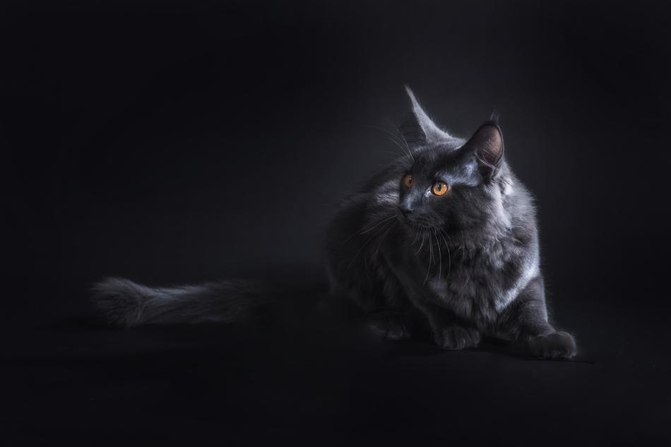 Cat Black Pet