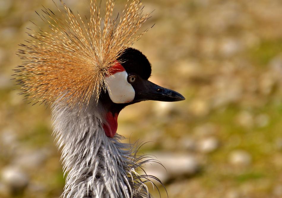 Grey Crowned Crane Baleurica