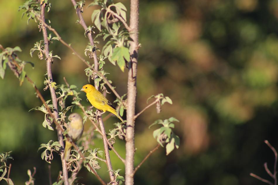 yellow Bird in Nature Fauna