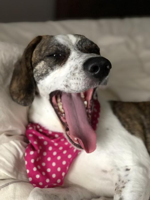 Dog Pets Beagle