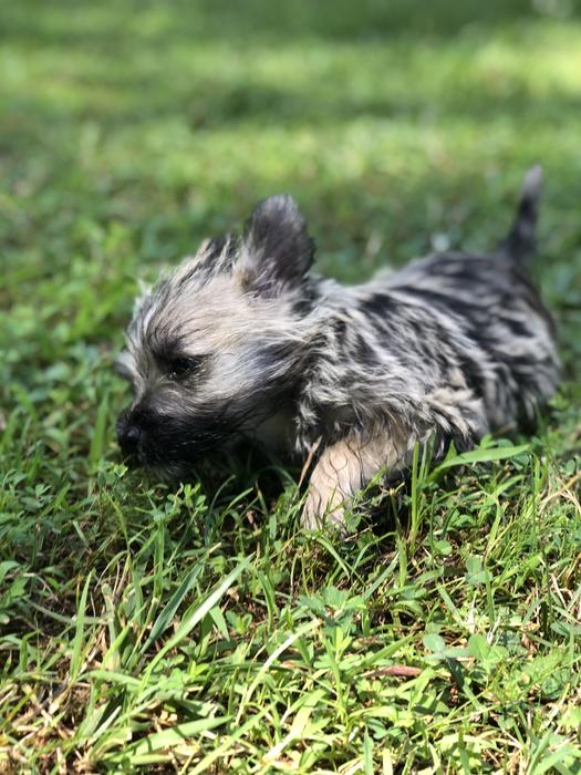 Dog Pets Puppy Cairn