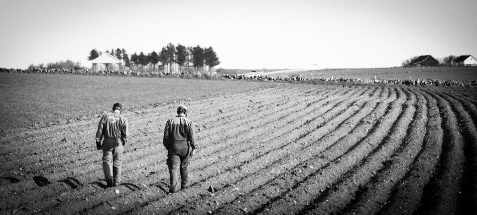 two men walking away on potato field, Norway, Rogaland