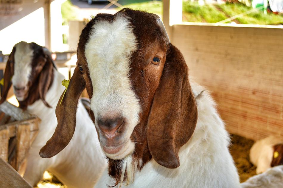 Kid Animal Goat