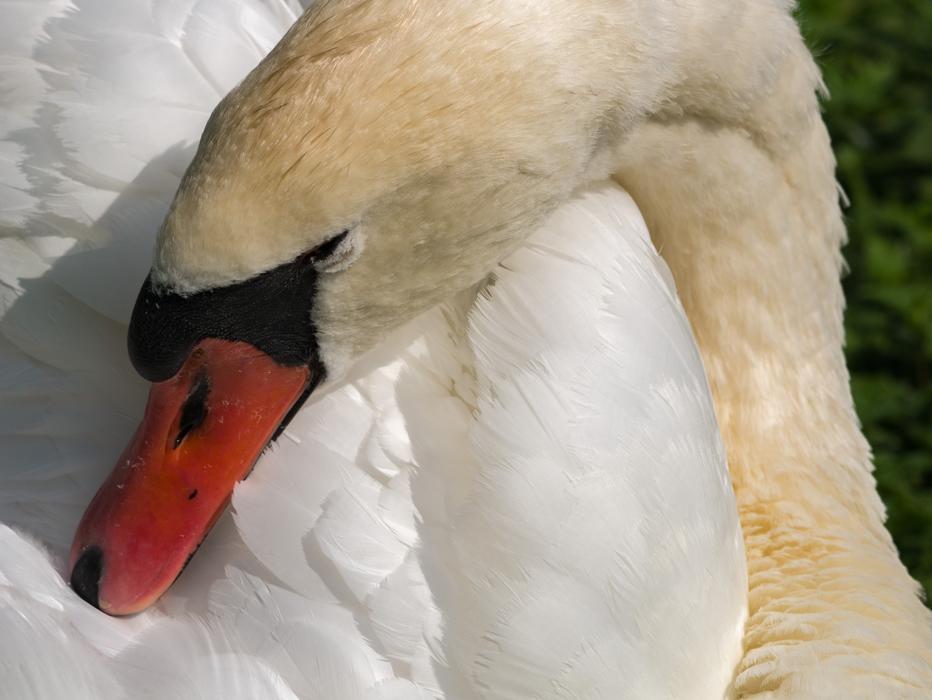 an unusual swan with a red beak