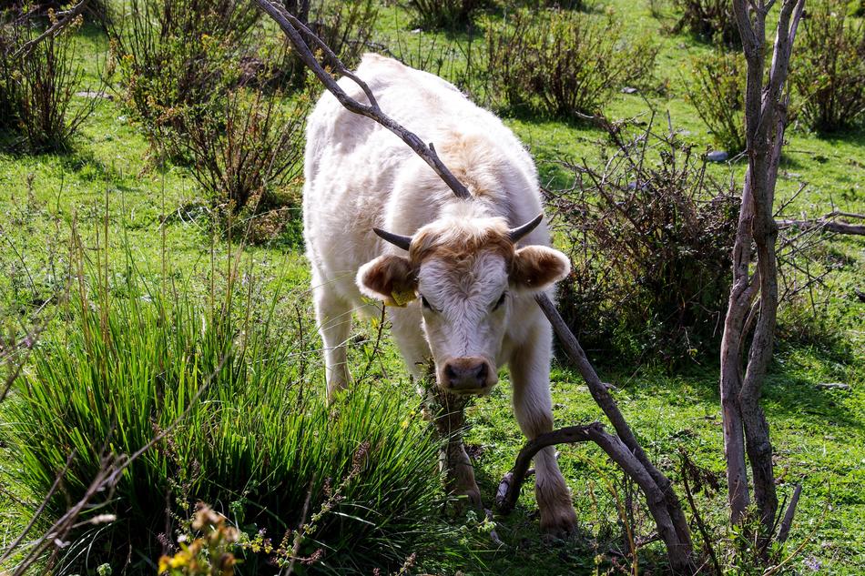 white cow in pasture