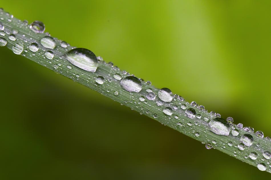 Macro Wallpaper Sudamlası