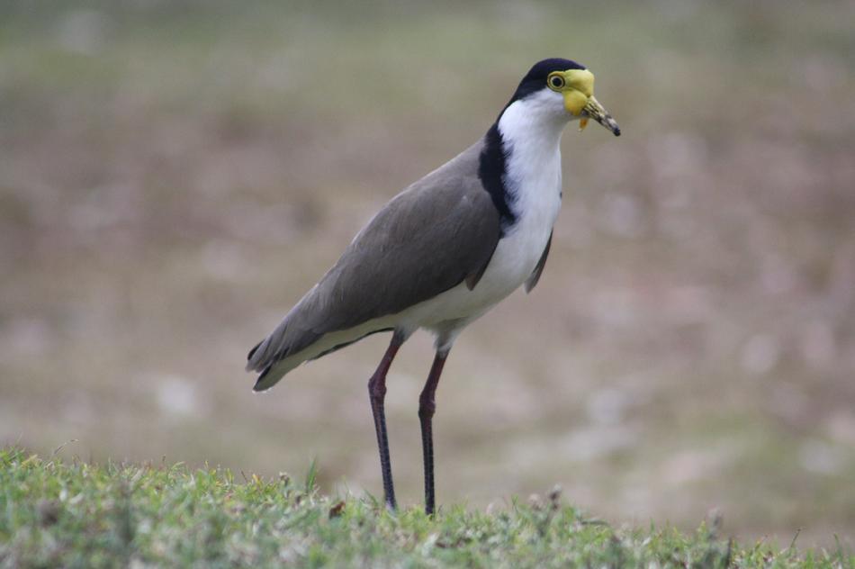 Lapwing Plover Bird