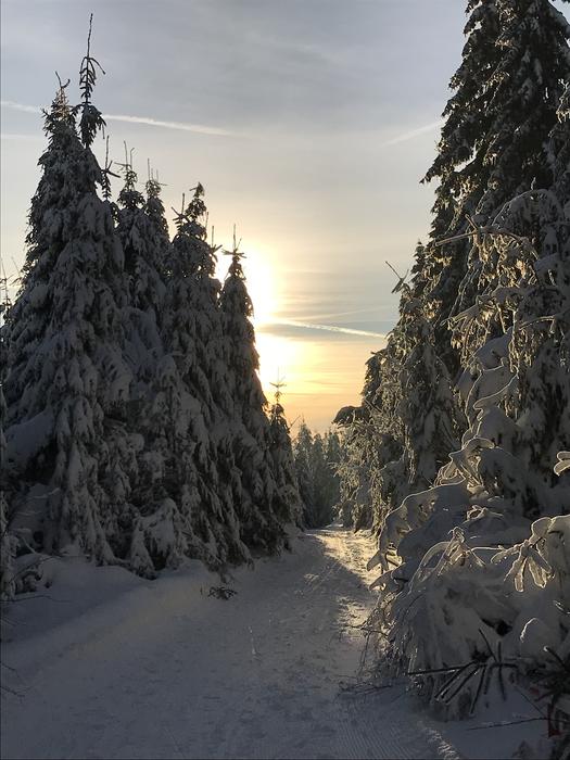 Snowy Forest at dawn Landscape