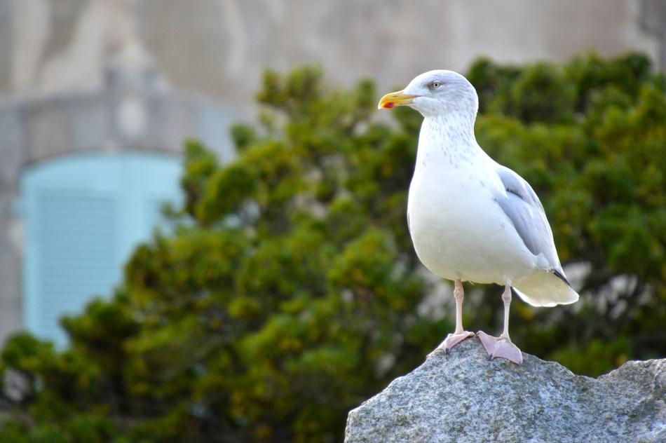 Bird Sea