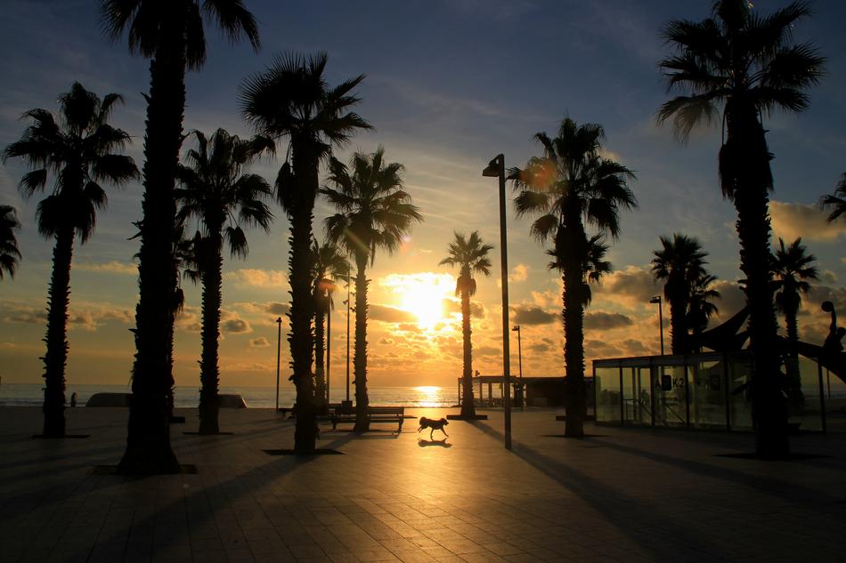 Sunrise Palm Trees Exotic