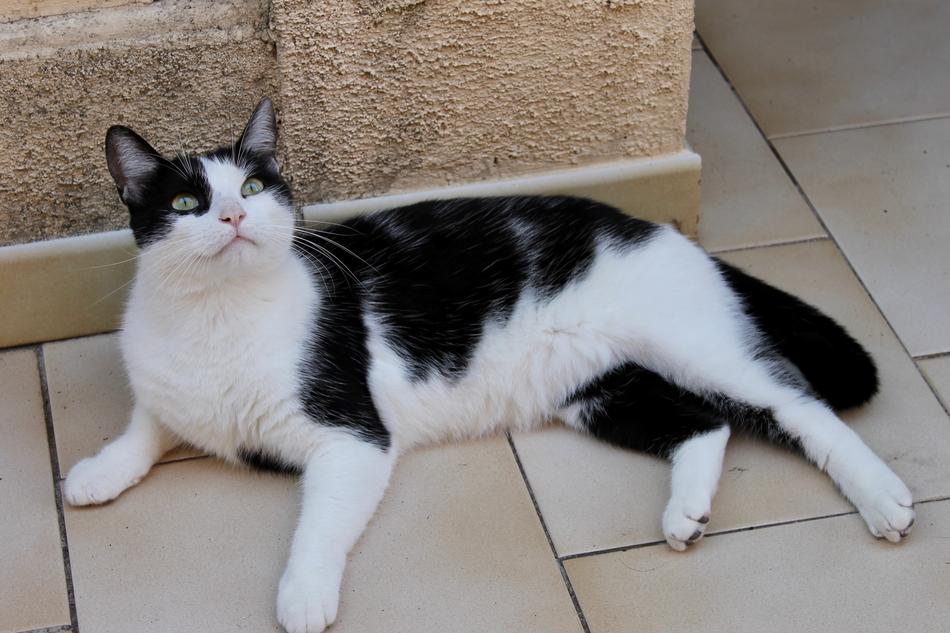 Cat Black And White Feline