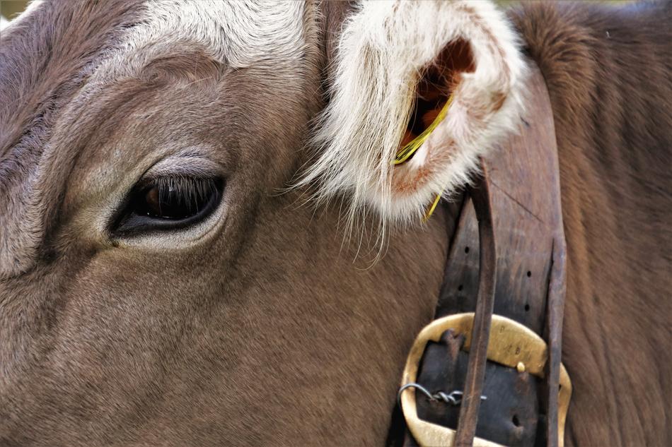 Ear Eye Cow